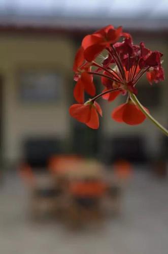 a red flower sitting on top of a table at Casa Vieja Posada in Pesca