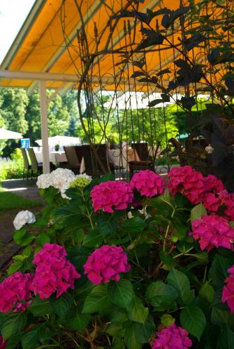 a bunch of pink flowers in a garden at Hotel Lindenallee in Lindau