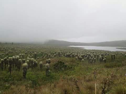 a large herd of sheep grazing in a field at Casa Vieja Posada in Pesca
