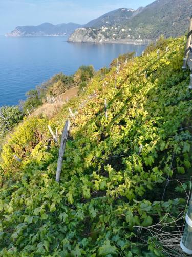 a vineyard with the ocean in the background at Ines Apartment in Manarola