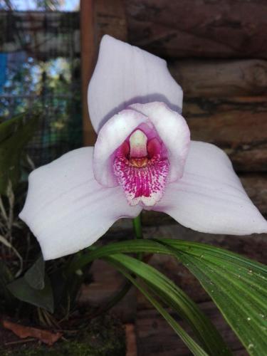 a white flower with a purple center on a plant at Paraiso Verde in Chijoú