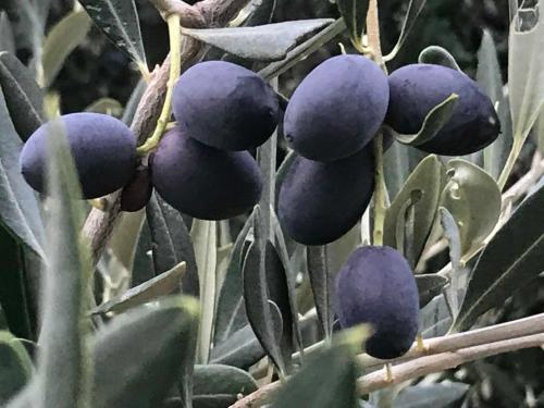 Un mucchio di olive viola che crescono su una pianta di Olive Hill Guest House a Robertson