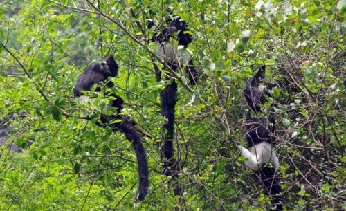 a group of black cats sitting in a tree at Van Long Family Homestay in Ninh Binh