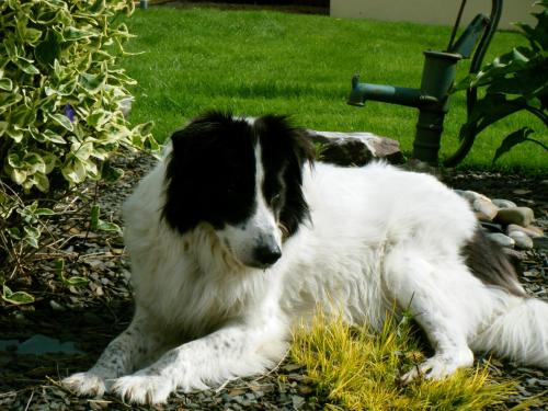 a black and white dog laying in the grass at Ashfield B&B in Kenmare