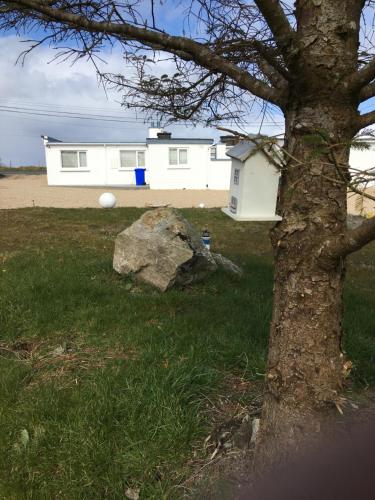 a tree and a rock in front of a house at Beachcomber Cottages in Ballyconneely