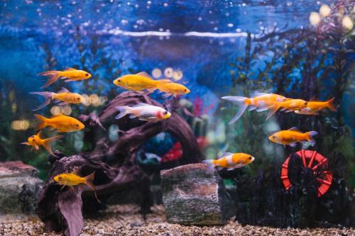 ein großes Aquarium mit vielen Goldfischen in der Unterkunft Elegant Lux Hotel in Bansko