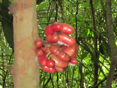a bunch of red berries hanging from a tree at Tambopata River in Puerto Maldonado