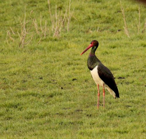 a black and white bird standing in the grass at Gite de l'étang in Belval-en-Argonne