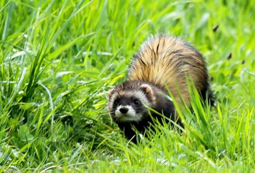 a baby hedgehog walking through the tall grass at Gite de l'étang in Belval-en-Argonne