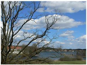 a tree sitting next to a body of water at Haus Rufinus am Kloster Seeon in Seeon-Seebruck