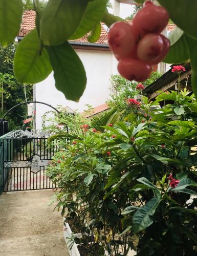 Fotografie z fotogalerie ubytování Swastha Ayurveda Villa v Hikkaduwě