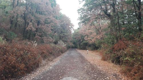 a dirt road in the middle of a forest at Montecaminetto in Sacrofano