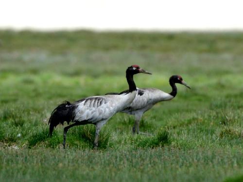 two birds standing in a field of grass at Padma HomeStay - Hanle in Hanle