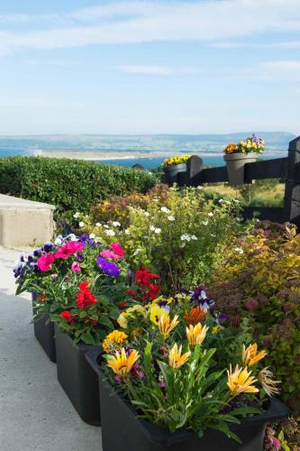 a group of flowers in pots on a ledge at On the Rocks B&B in Greencastle