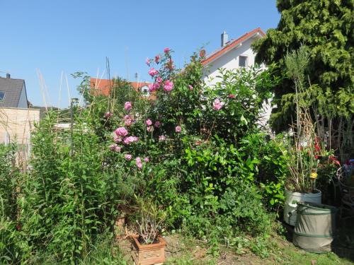 a garden with pink roses and other plants at helles Dachstudio in Allershausen