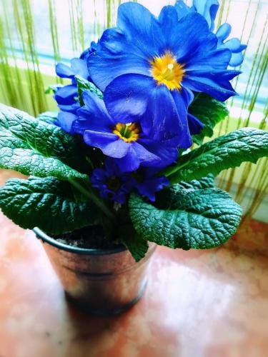 a blue flower in a pot on a table at Gästehaus Anna in Grossarl