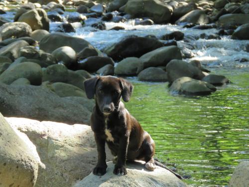 a brown dog sitting on a rock in the water at Vocaré Finca Agroecológica in Upala