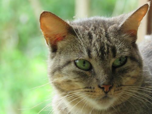 a cat with green eyes looking at the camera at Vocaré Finca Agroecológica in Upala