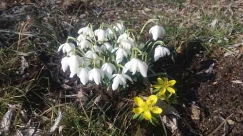 a group of white flowers in the grass at Forest Romantic Apartment Brdy in Věšín