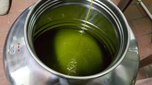 a pot of green liquid with a spider in it at Agriturismo Villa Guarnaschelli in Scandicci