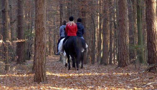a group of people riding horses in the woods at Ranch Kaja & Grom in Vojnik