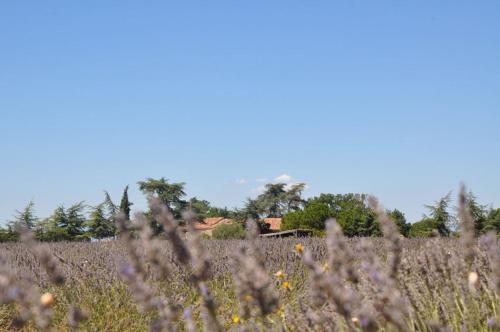 a field of crops with a house in the background at Le Mas De La Chérine in Quinson