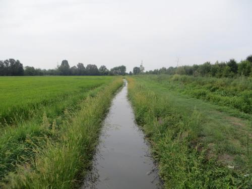 a dirt road in a field withgrass at Agriturismo Le Risaie in Basiglio
