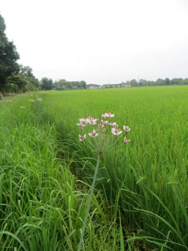a field of grass with pink flowers in it at Agriturismo Le Risaie in Basiglio