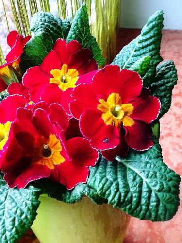 a bouquet of red and yellow flowers in a vase at Gästehaus Anna in Grossarl