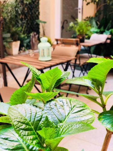 a bunch of green plants in front of a table at Hotel Carbonell in Llança