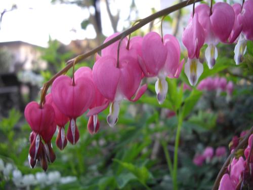 a bunch of pink flowers with raindrops on them at Annabelle in Somma Lombardo