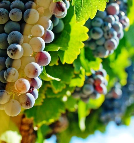 a bunch of white grapes hanging on a vine at Hostal Rural Txapi Txuri Logis Hotels in Murillo el Fruto