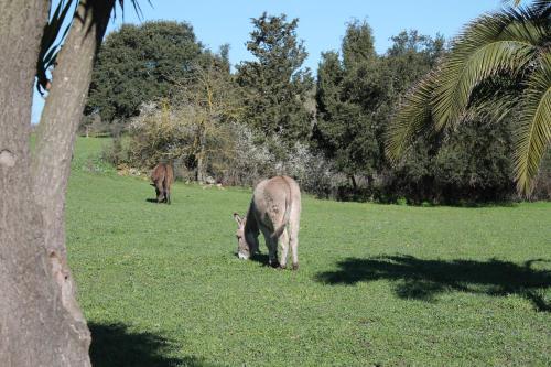 two animals grazing in a field of grass at Agriturismo Su Recreu in Ittiri