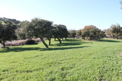 a field of green grass with trees in it at Agriturismo Su Recreu in Ittiri