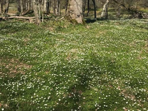 a field full of white flowers in the grass at Björkö SeaLodge in Björkö