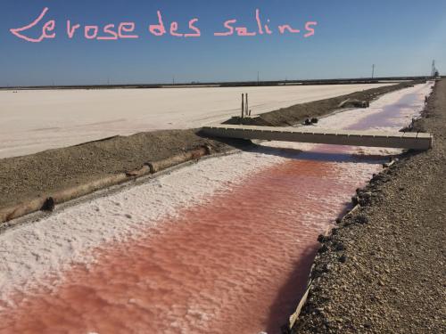 a road that is covered in red water at Maébrilu Camargue Provence in Salin-de-Giraud