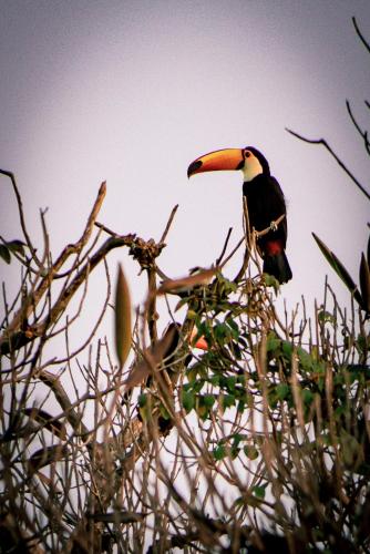 a bird perched on top of a tree branch at Parque Hotel Holambra in Holambra
