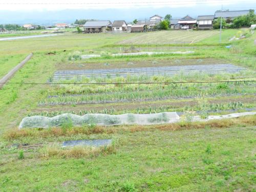 a field with rows of plants in the grass at B&B Toyonoakari in Taragi