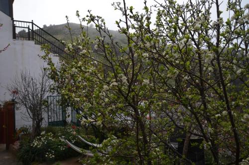 a tree with white flowers in front of a building at Rural Gomera in Arure