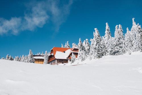 a lodge in the snow with snow covered trees at Madarasi Gyopár Panzió in Izvoare