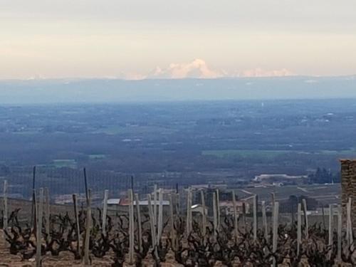 a view of a vineyard with a mountain in the background at La Roulotte de Chiroubles in Chiroubles
