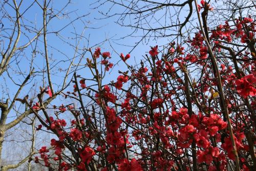 a bunch of red berries on a tree at Maison d'hôtes Saint Alary in Lavaur
