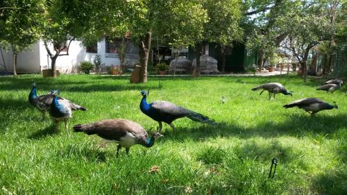 a group of birds standing in the grass at Hotel Yavuz Bungalow in Cıralı