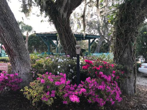 a bunch of pink flowers in front of a tree at Steinhatchee River Inn and Marina in Steinhatchee