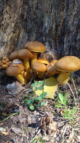 a group of mushrooms growing next to a tree at El Rincon Eco Hotel in Los Ángeles