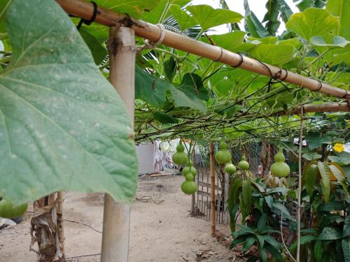 a bunch of green fruit hanging from a plant at Misa Guesthouse in Dien Khanh