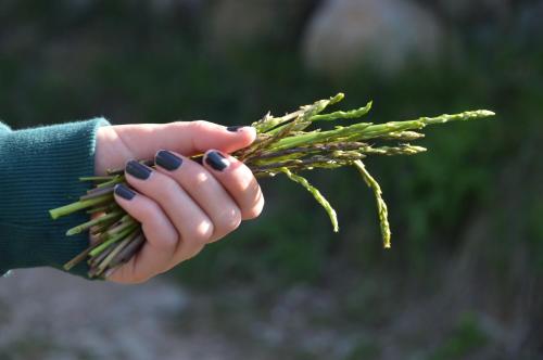 a hand holding a bunch of green grass at Mas Ca La Coixa in Tortellá