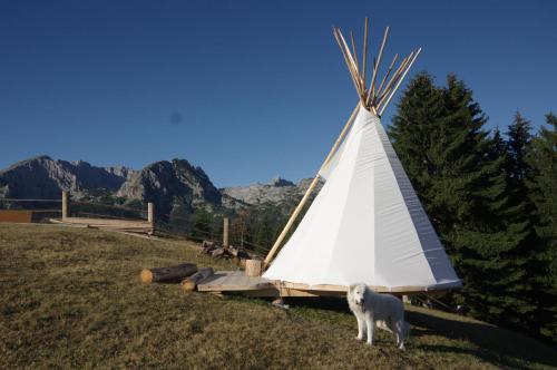 a dog standing next to a teepee in a field at Guesthouse Planinarski dom Neviđen'o in Žabljak