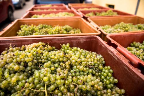 a bunch of green grapes in plastic containers at Penzion Pumpion in Valtice