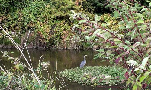a bird standing in the middle of a river at Radisson Hotel Portland Airport in Portland